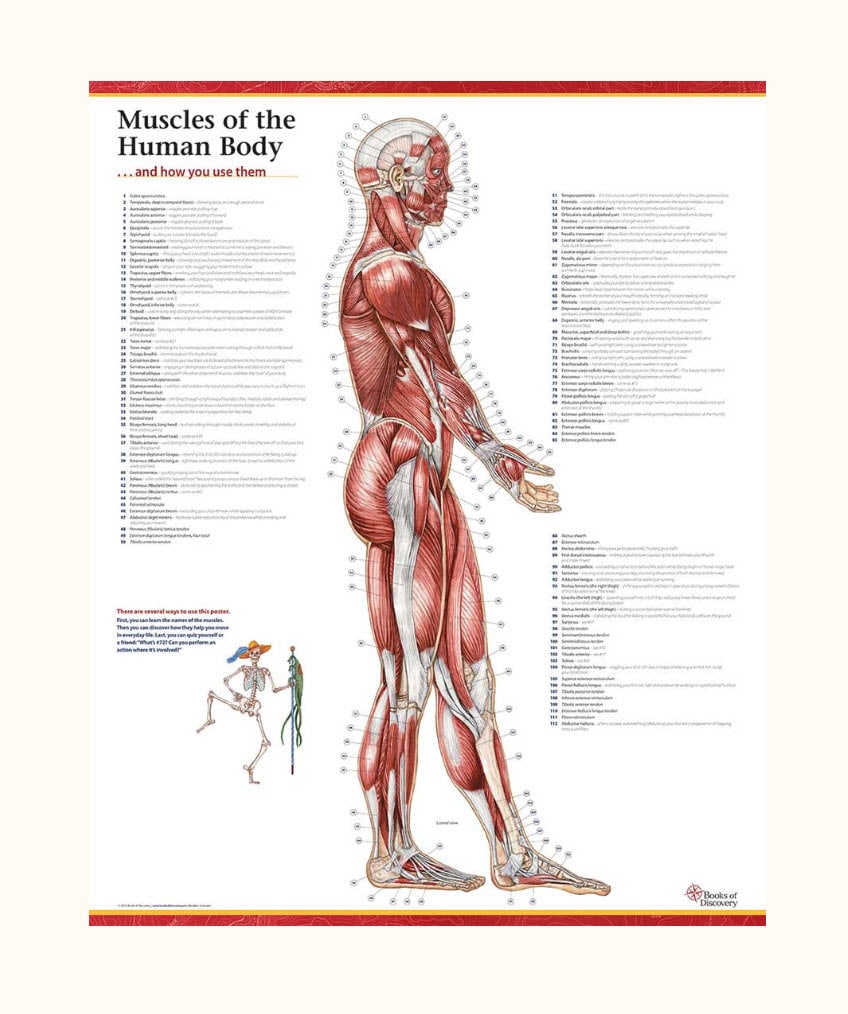 instructions for lateral felxion of the trunk