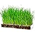 wheatgrass growing kit instructions