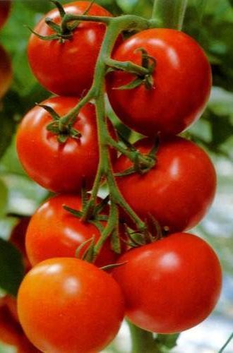 jiffy tomato greenhouse instructions