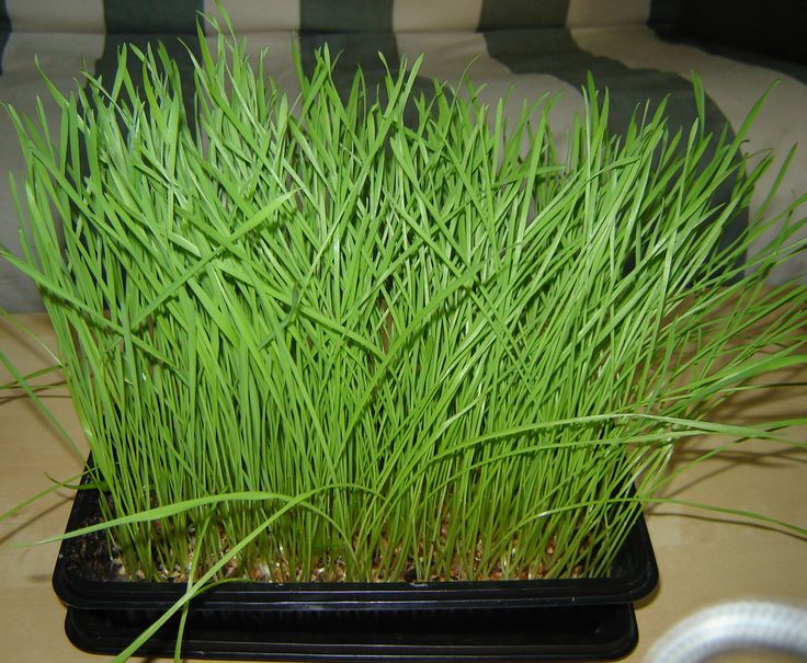 wheatgrass growing kit instructions