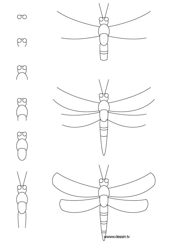 msr dragonfly instruction manual