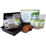 wheatgrass growing kit instructions