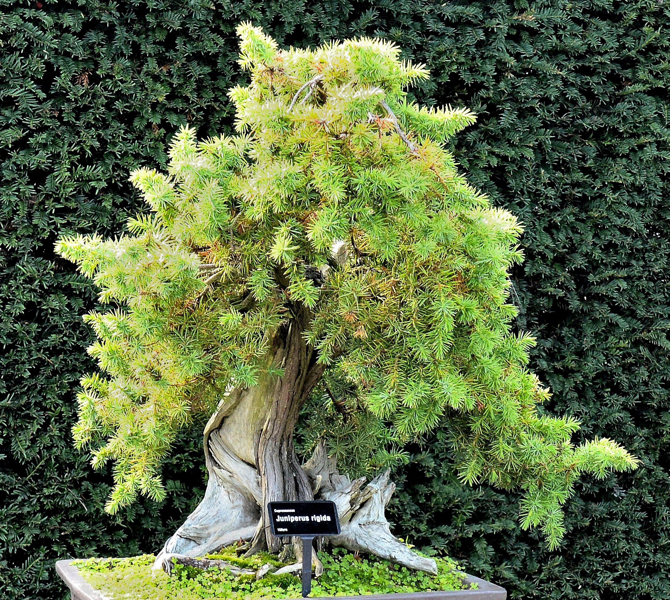 juniper bonsai pruning instructions