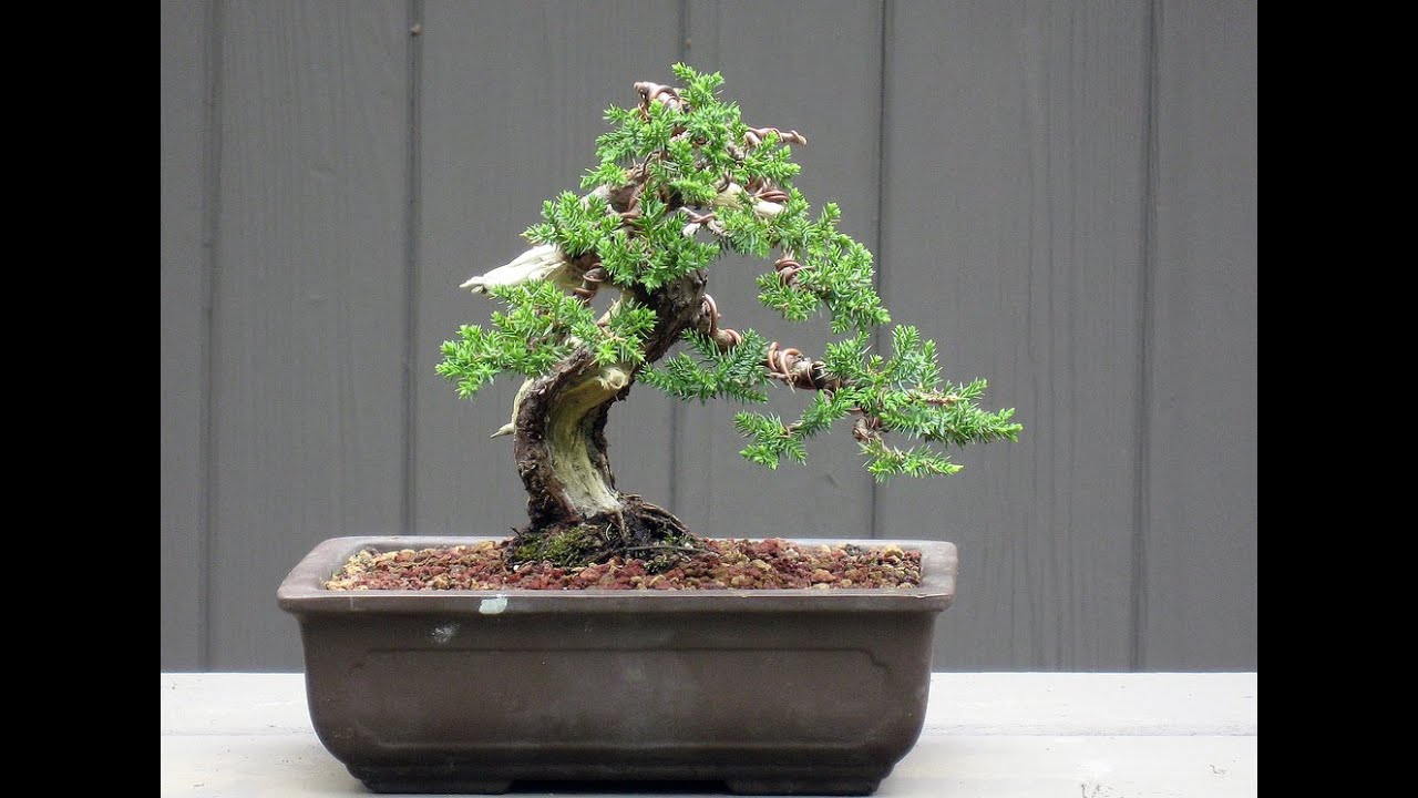 juniper bonsai pruning instructions