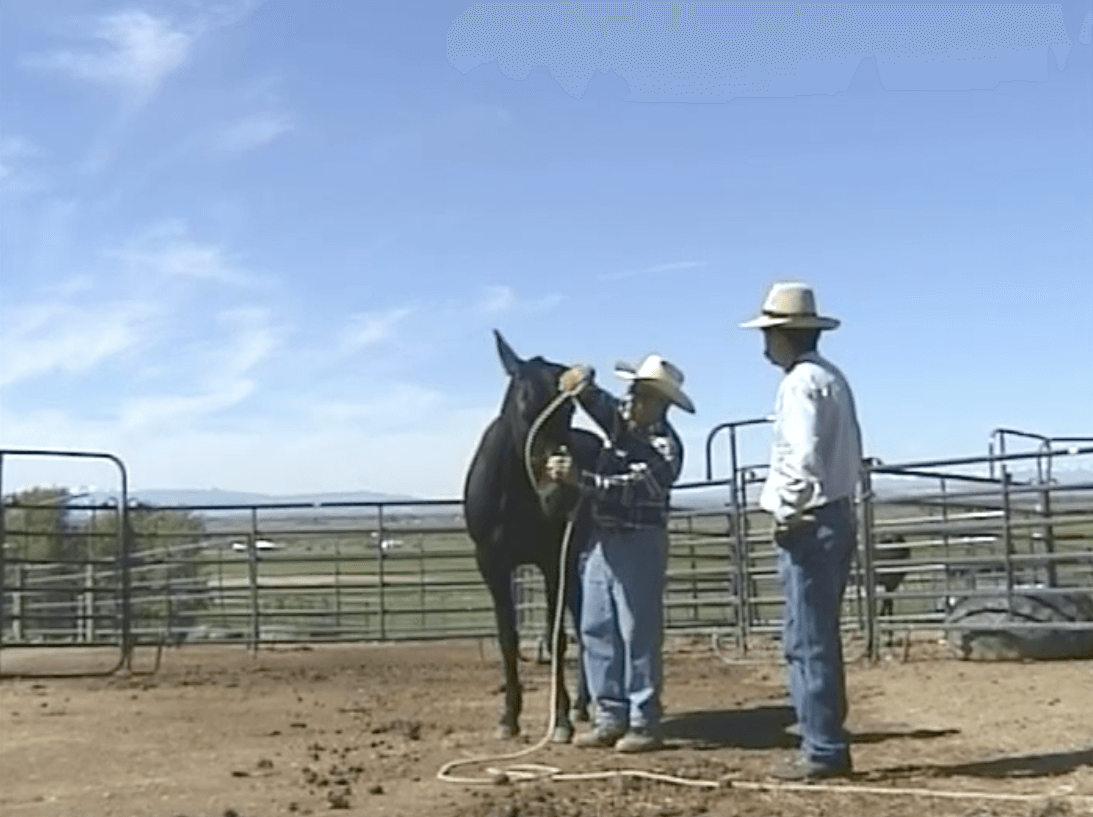 saddle bronc instructional videos