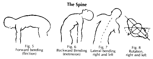 instructions for lateral felxion of the trunk
