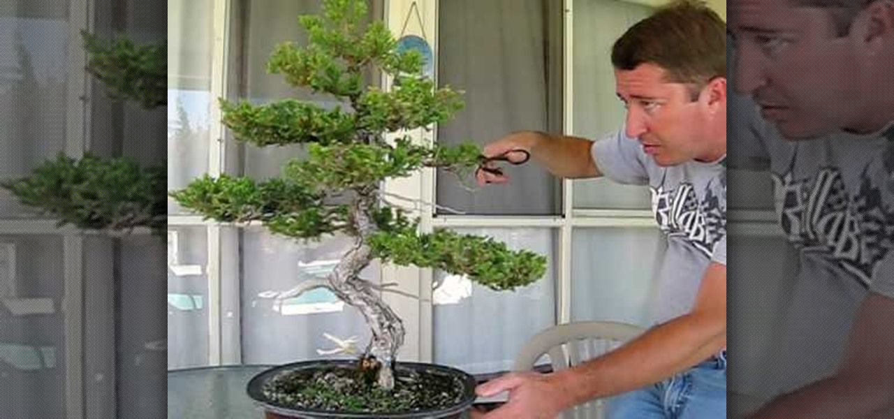 juniper bonsai pruning instructions