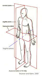 instructions for lateral felxion of the trunk