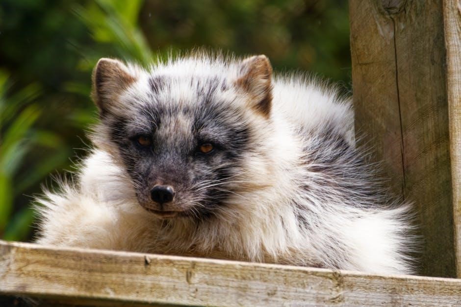 arctic fox bleach please instructions arctic fox bleach please instructions